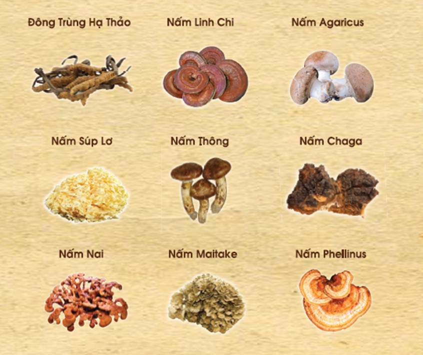 Betaglucan, khắc tinh của tế bào ung thư (14/05/2013)