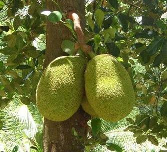 Thuốc tốt từ mít cho sản phụ thiếu sữa (12/8/2013)