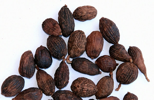 Thuốc Nam chữa bệnh hay gặp mùa nóng