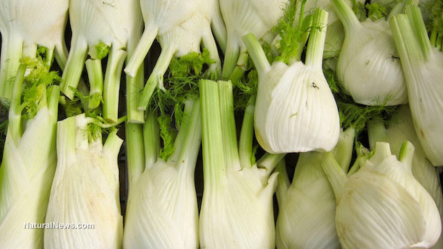 CÂY THÌ LÀ VỚI CÔNG DỤNG KỲ DIỆU CHO SỨC KHOẺ ( 1.9.2014)